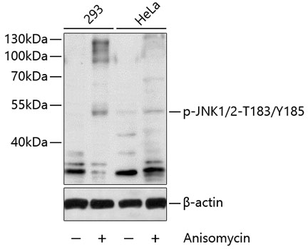 Anti-JNK1 + JNK2 (phospho Thr183 + Tyr185) Antibody