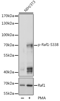 Anti-Raf1 (phospho Ser338) Antibody