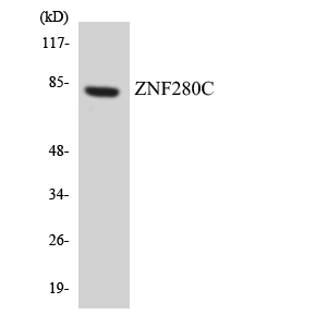 Anti-ZNF280C Antibody