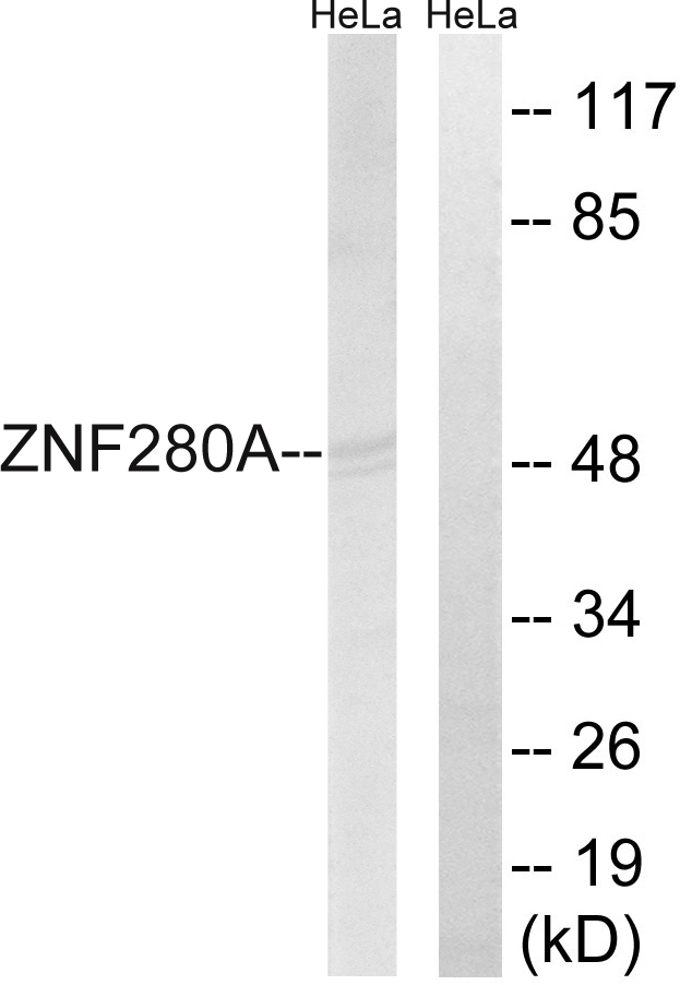 Anti-ZNF280A Antibody