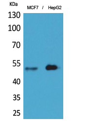 Anti-LILRA1 Antibody