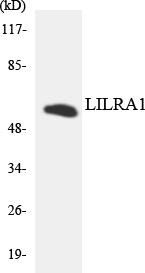 Anti-LILRA1 Antibody