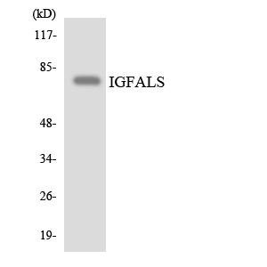 Anti-IGFALS Antibody