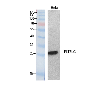 Anti-FLT3LG Antibody