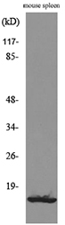 Anti-CXCL13 Antibody