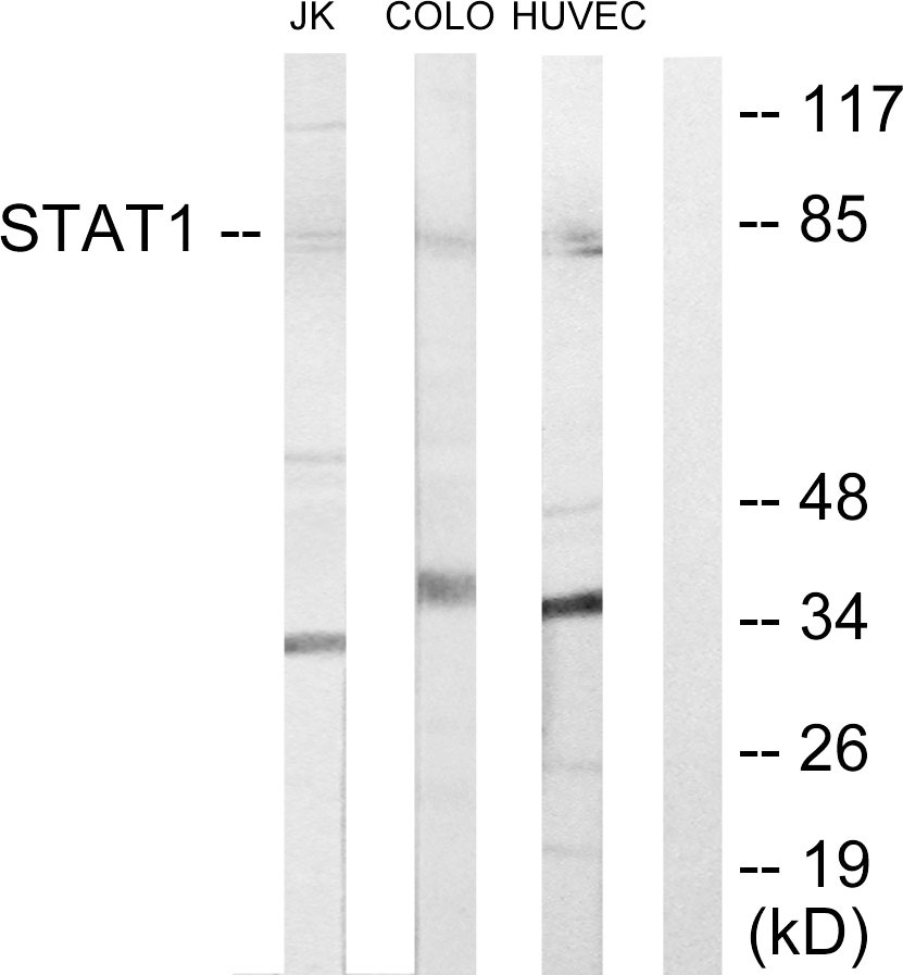 Anti-STAT1 Antibody