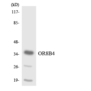 Anti-OR8B4 Antibody