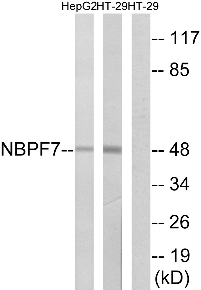 Anti-NBPF7 Antibody