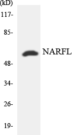 Anti-NARFL Antibody