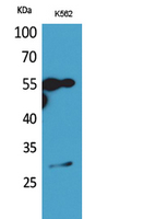 Anti-MS4A1 Antibody