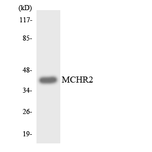 Anti-MCHR2 Antibody