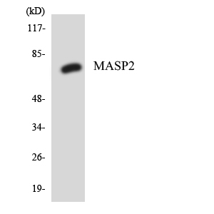 Anti-MASP2 Antibody