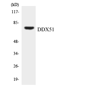 Anti-DDX51 Antibody