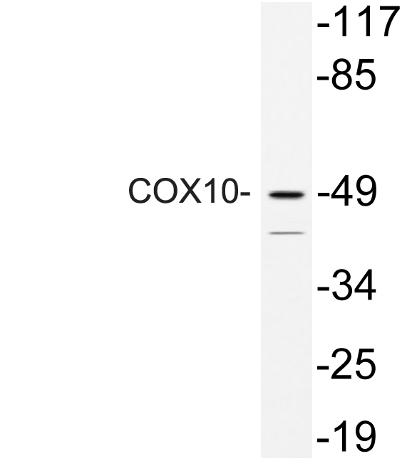 Anti-COX10 Antibody