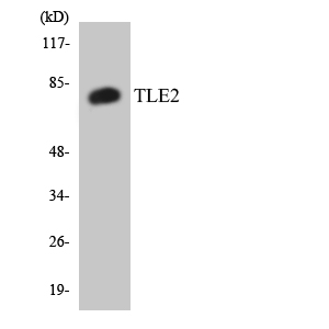 Anti-TLE2 Antibody