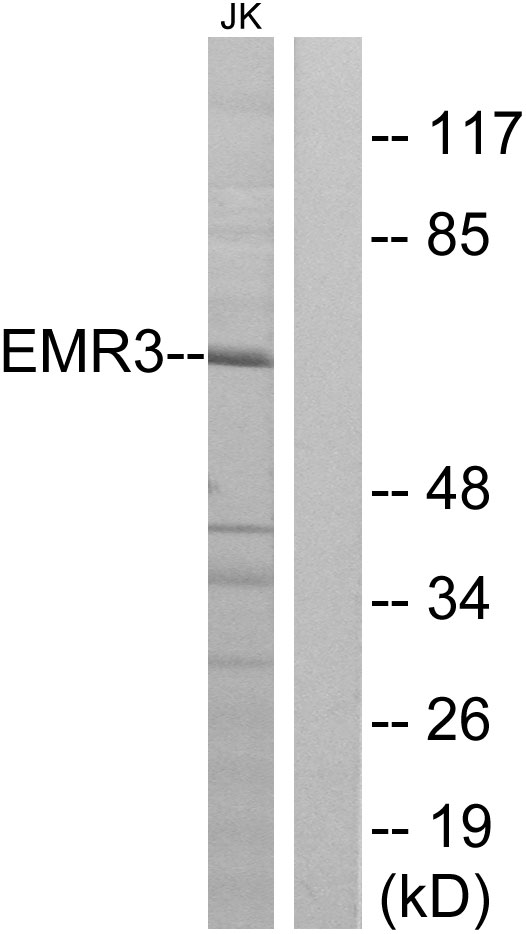 Anti-EMR3 Antibody