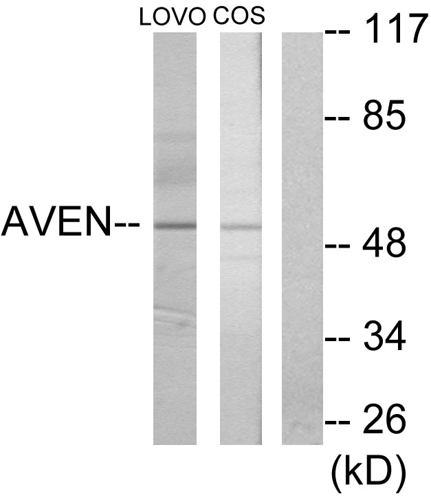 Anti-AVEN Antibody