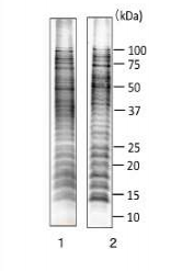 Anti-Salmonella LPS Antibody [se-01]