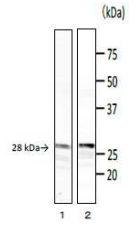 Anti-Phospholipase C Antibody [bc-01]