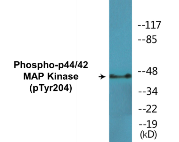 p44/42 MAP Kinase (phospho Tyr204) Cell Based ELISA Kit