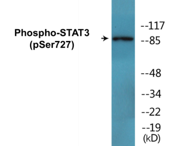 STAT3 (phospho Ser727) Cell Based ELISA Kit