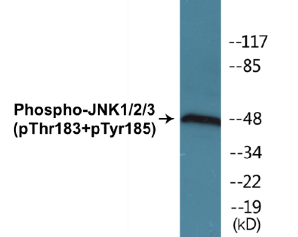 JNK1 + 2 + 3 (phospho Thr183 + Tyr185) Cell Based ELISA Kit