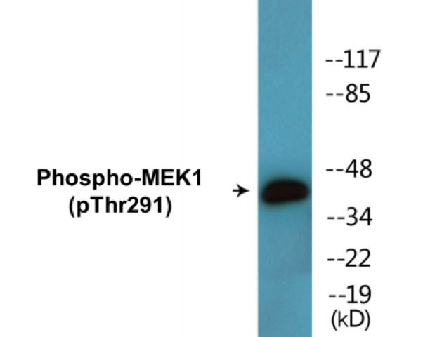 MEK1 (phospho Thr291) Cell Based ELISA Kit