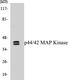 p44 / 42 MAP Kinase Cell Based ELISA Kit