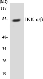 IKK alpha + beta Cell Based ELISA Kit