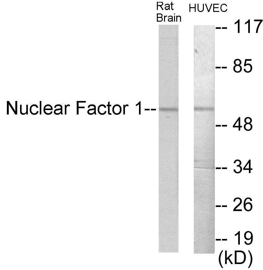 Nuclear Factor 1 Cell Based ELISA Kit