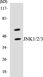 JNK1 + 2 + 3 Cell Based ELISA Kit