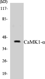 CaMK1 alpha Cell Based ELISA Kit