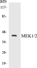 MEK1 + 2 Cell Based ELISA Kit