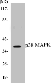 p38 MAPK Cell Based ELISA Kit