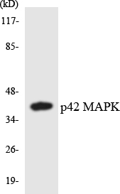 p42 MAPK Cell Based ELISA Kit