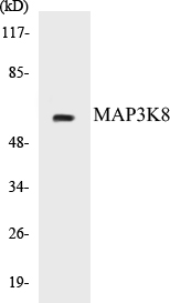 MAP3K8 Cell Based ELISA Kit