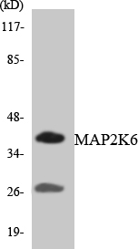 MAP2K6 Cell Based ELISA Kit