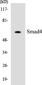 Smad4 Cell Based ELISA Kit