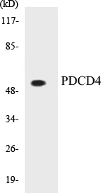 PDCD4 Cell Based ELISA Kit