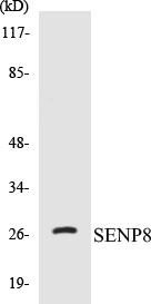 SENP8 Cell Based ELISA Kit