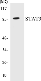 STAT3 Cell Based ELISA Kit