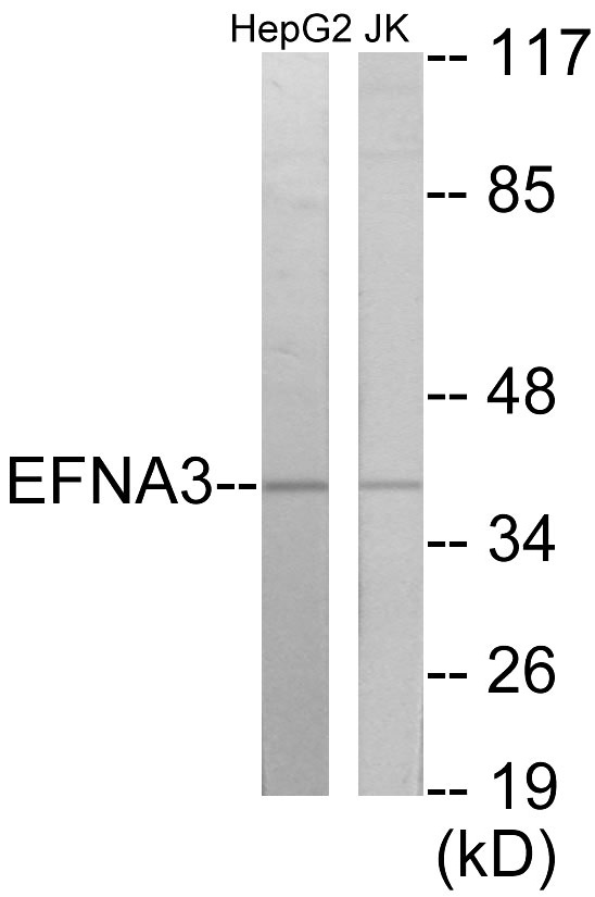 EFNA3 Cell Based ELISA Kit