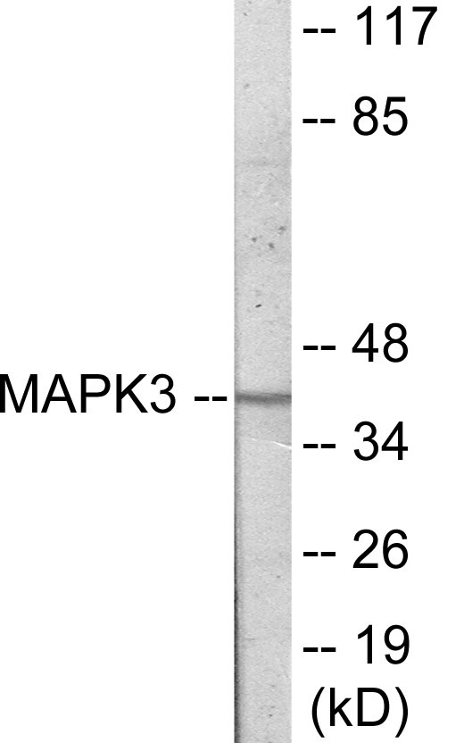 MAPK3 Cell Based ELISA Kit