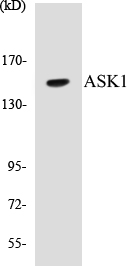 ASK1 Cell Based ELISA Kit