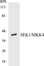 MKK4 Cell Based ELISA Kit