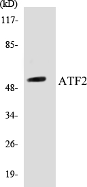 ATF2 Cell Based ELISA Kit