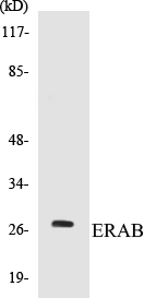 ERAB Cell Based ELISA Kit