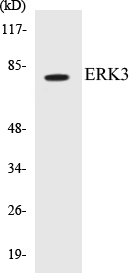 ERK3 Cell Based ELISA Kit