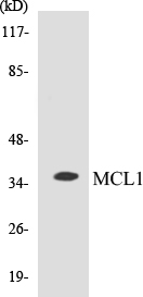 MCL1 Cell Based ELISA Kit