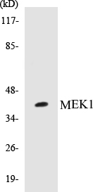 MEK1 Cell Based ELISA Kit